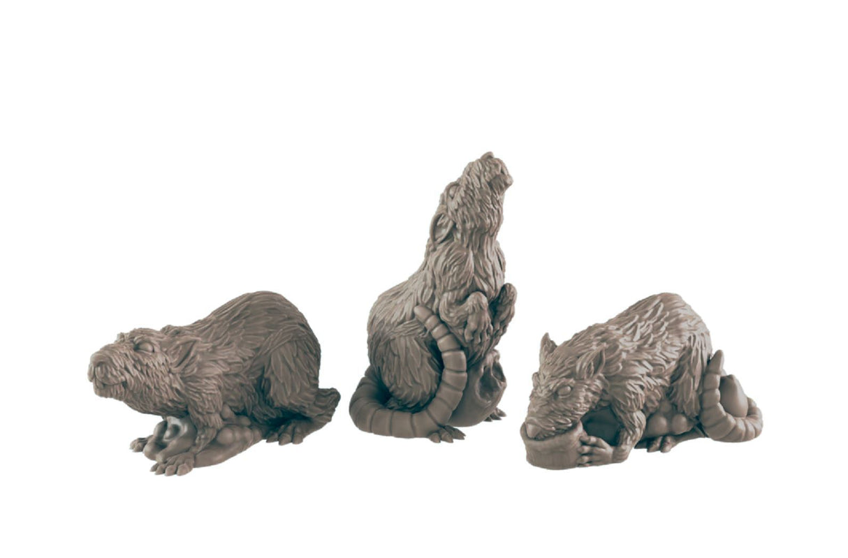 Animals - Everyday Folk