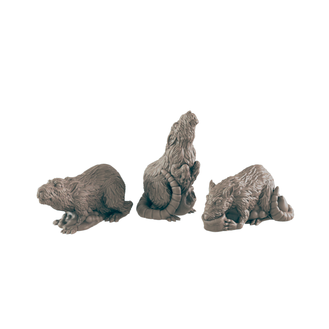 Animals - Everyday Folk